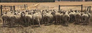 90 Border Leiceter Merino First Cross Ewes For Sale