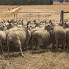 90 Border Leiceter Merino First Cross Ewes For Sale