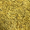Graded Hay Oats for sale