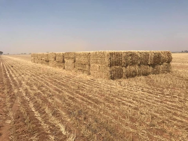 150mt Wheaten Hay 650kg 8x4x3 Bales