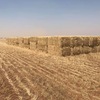 150mt Wheaten Hay 650kg 8x4x3 Bales