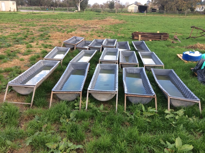 6 Calf Pellet Troughs