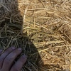 Lucerne Hay 8x4x3 bales shedded