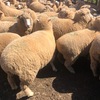 Dorset First X 1st BL Merino Ewe Lambs
