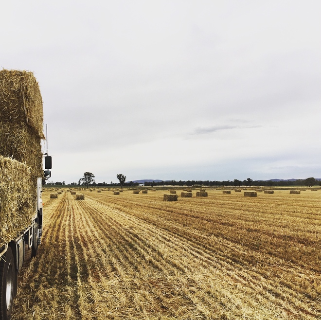 Sunlamb beardless wheaten hay 8x4x3 bales