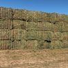 New Season Vetch Hay 8x4x3 Bales (4 - B Double Loads)