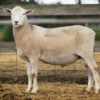 Under Auction - Lot 32 Highlander Ram 190923 (DLE Ram Auction A100 - 10th Sept via Auctionsplus) 