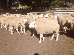 White Suffolk Rams 