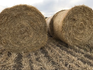 Barley straw 5x4 round bales