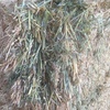 80mt Oaten Hay 8x4x3 Bales
