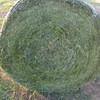 Lucerne Silage
