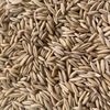 Yallara seed oats for sale