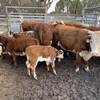 Hereford Cows with Shorthorn/Hereford Calves at Foot