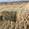 Oaten Hay in 8x4x3 Shedded
