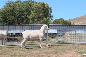Hillock Australian White Rams 