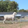 Hillock Australian White Rams 