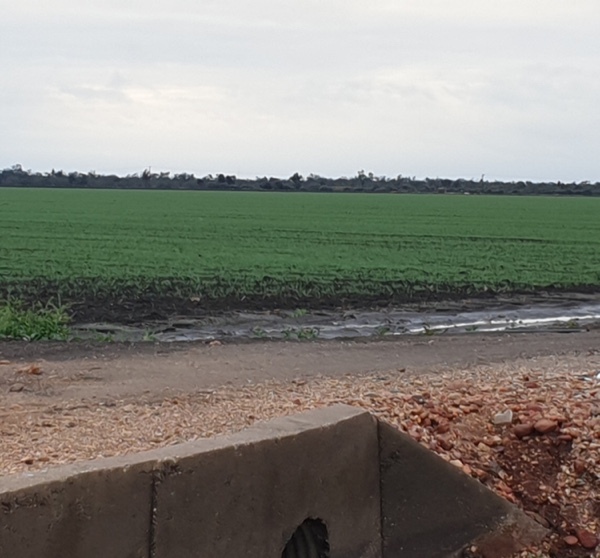 500 tonne oaten hay EOI
