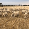 First Cross Ewe Lambs