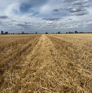 90 Acres Wheaten Straw Header Trails 