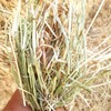 Ryegrass Hay 8x4x3 Bales
