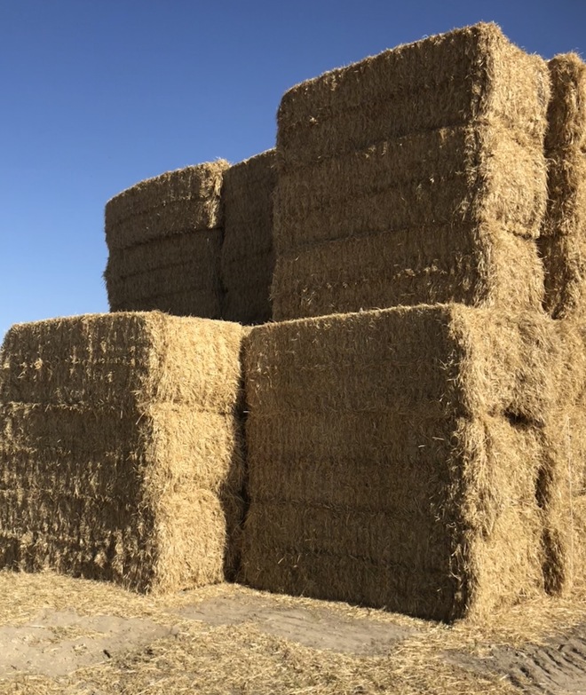 Barley straw for sale