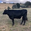 Good fatten opportunity - Angus Friesian Cross