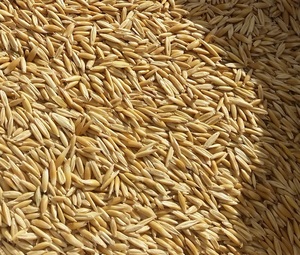 6mt High Quality Hay Oat