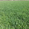Oaten/Vetch Hay 60/40 mix Large Squares Chemical free (On Irrigation)