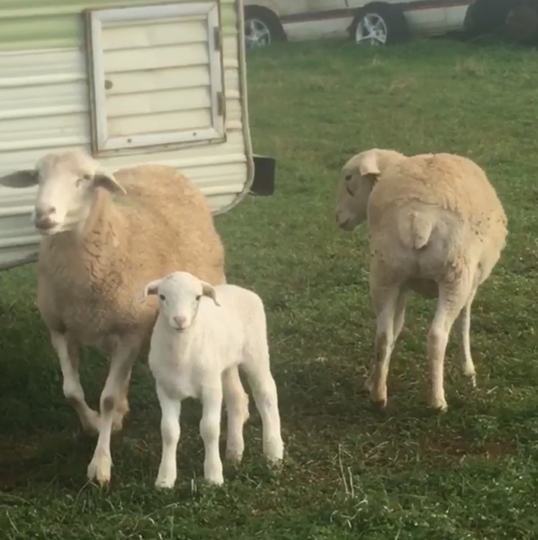 caring after unwanted lambs, alpaca, calfs & animals