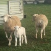 caring after unwanted lambs, alpaca, calfs & animals
