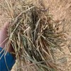 Oaten Hay 8x4x3 bales - Horse quality 