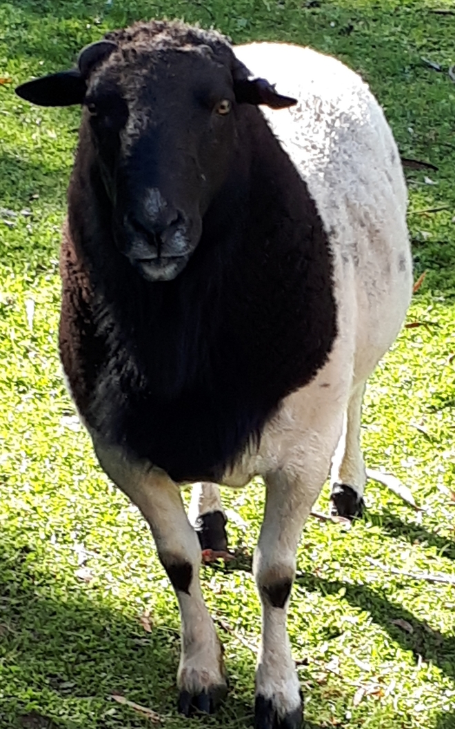 Dorper Black Face Ram