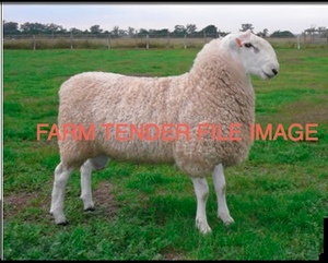 WANTED 10 Border Leicester or White Suffolk Rams