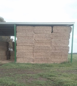 100 Bales of Header Trail Barley Straw shedded