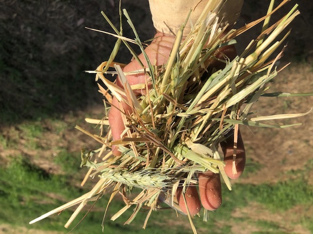 50t Wheaten/Rye Hay PRICE REDUCED 