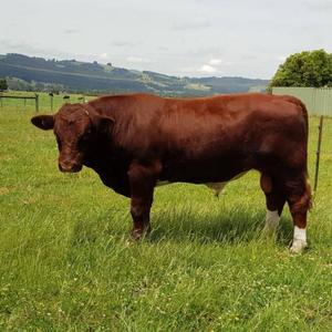 Maine Anjou Bull 