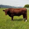 Maine Anjou Bull 