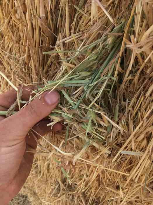 Oaten Hay with Rye Grass and Barley in 8x4x3 Bales