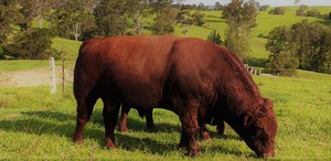 Stud Beef Shorthorn Bull
