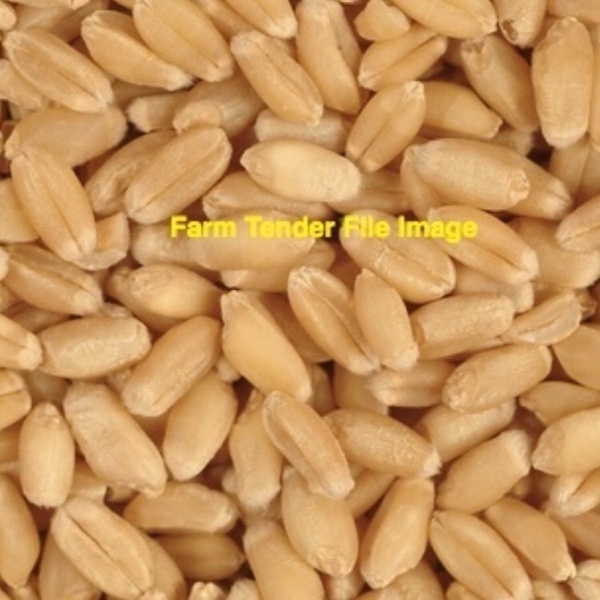 5/mt Graded Wheat For Sale - Bulk Available now 