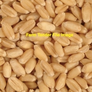 5/mt Graded Wheat For Sale - Bulk Available now