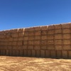 64 bales Oaten Header Trail Straw  8x4x3 Bales  average 515kg