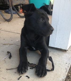 WORKING KELPIE PUPS