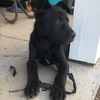 WORKING KELPIE PUPS