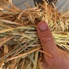 750mt Wheaten Hay 650-680kg 8x4x3 Bales (Delivery Only)