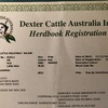 DEXTER BULL & COW with proven fertility