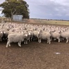 EOI - Approx 700 White Tag & 1200 Orange Tag MPM Merino Breeding Ewes