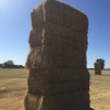 Triticale Hay 600kg 8x4x3 Bales