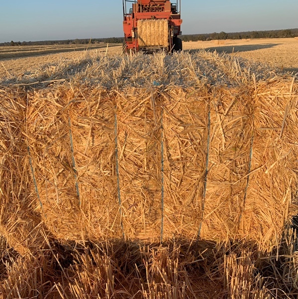 200mt Barley Straw 8x4x3 Bales