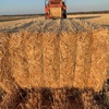 200mt Barley Straw 8x4x3 Bales